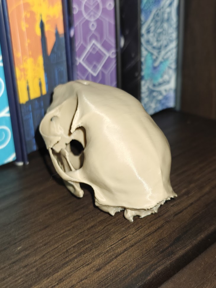 Cat-skull (burly wood) - 8cm - 5z6q8x - linksvoor.jpg