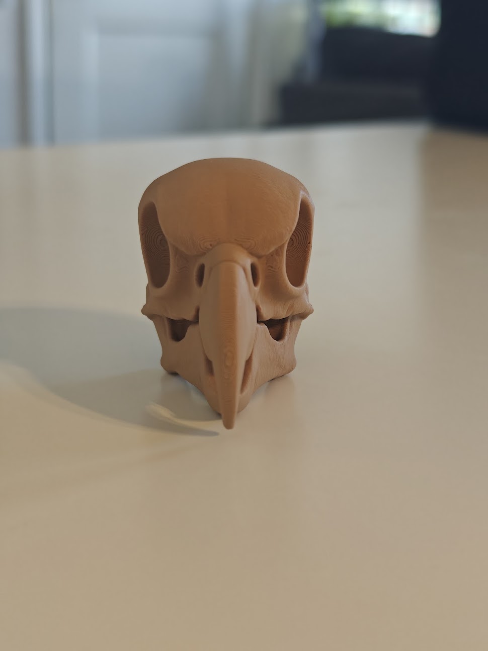 Cockatoo skull fossil - (terra-wood) - 6cm - 9jmv6s - IMG20250513121440.jpg