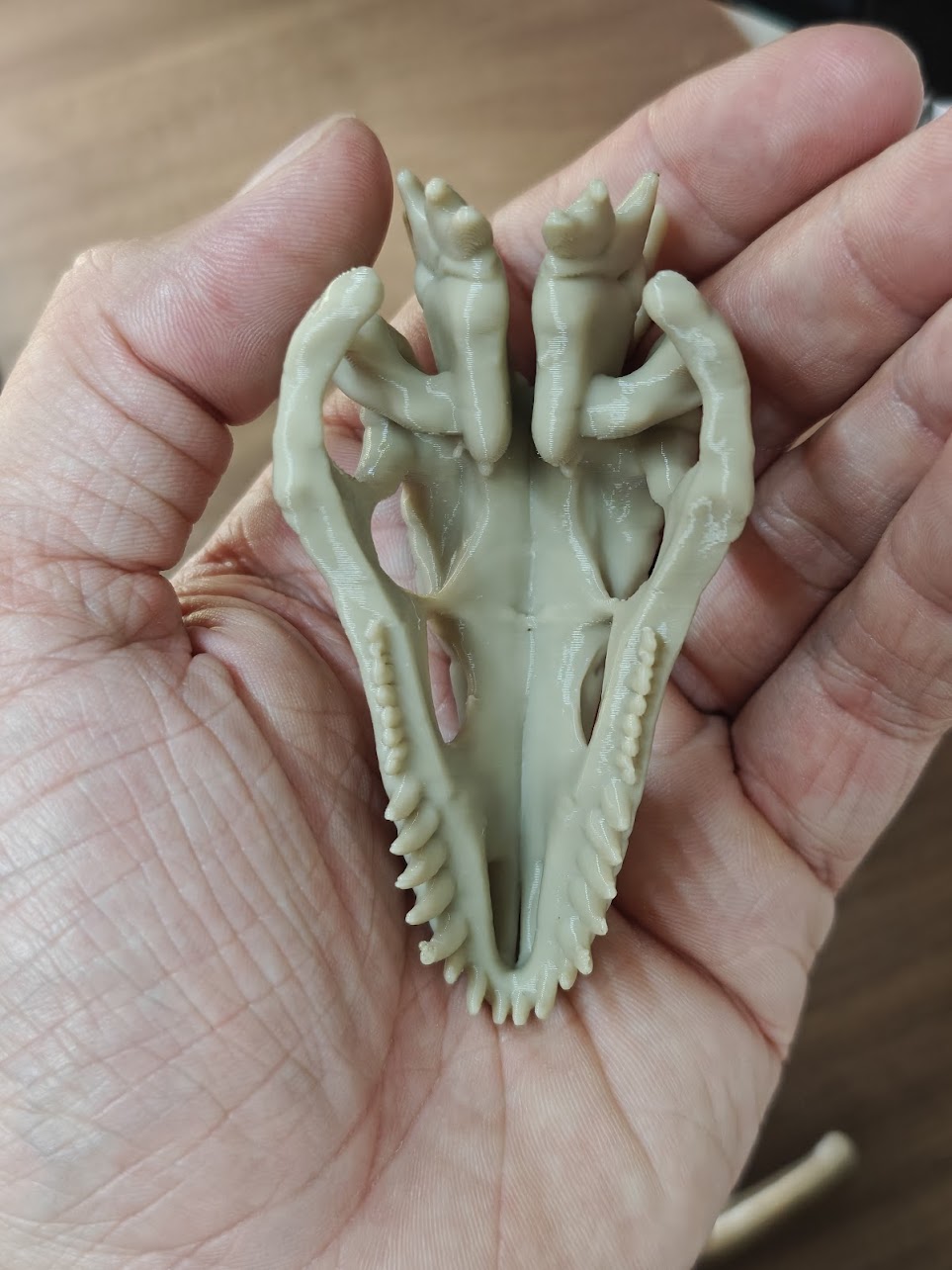 Dinosaur fossil - (burly wood) - 8cm - h2j8s7 - IMG20250527144117.jpg