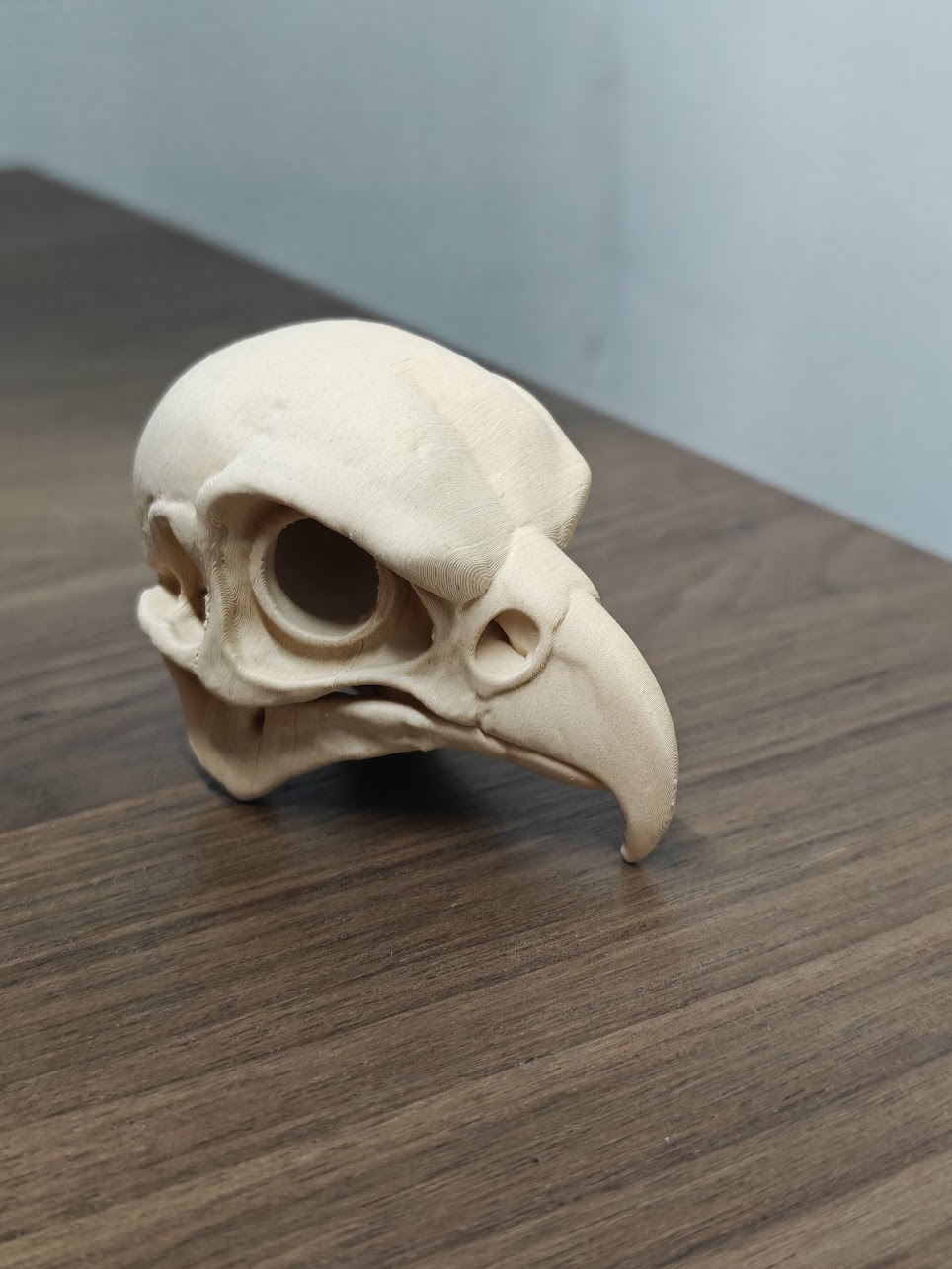 Falcon Skull - (beige) - 8cm - 3x8m9k - rechtsachter.jpg