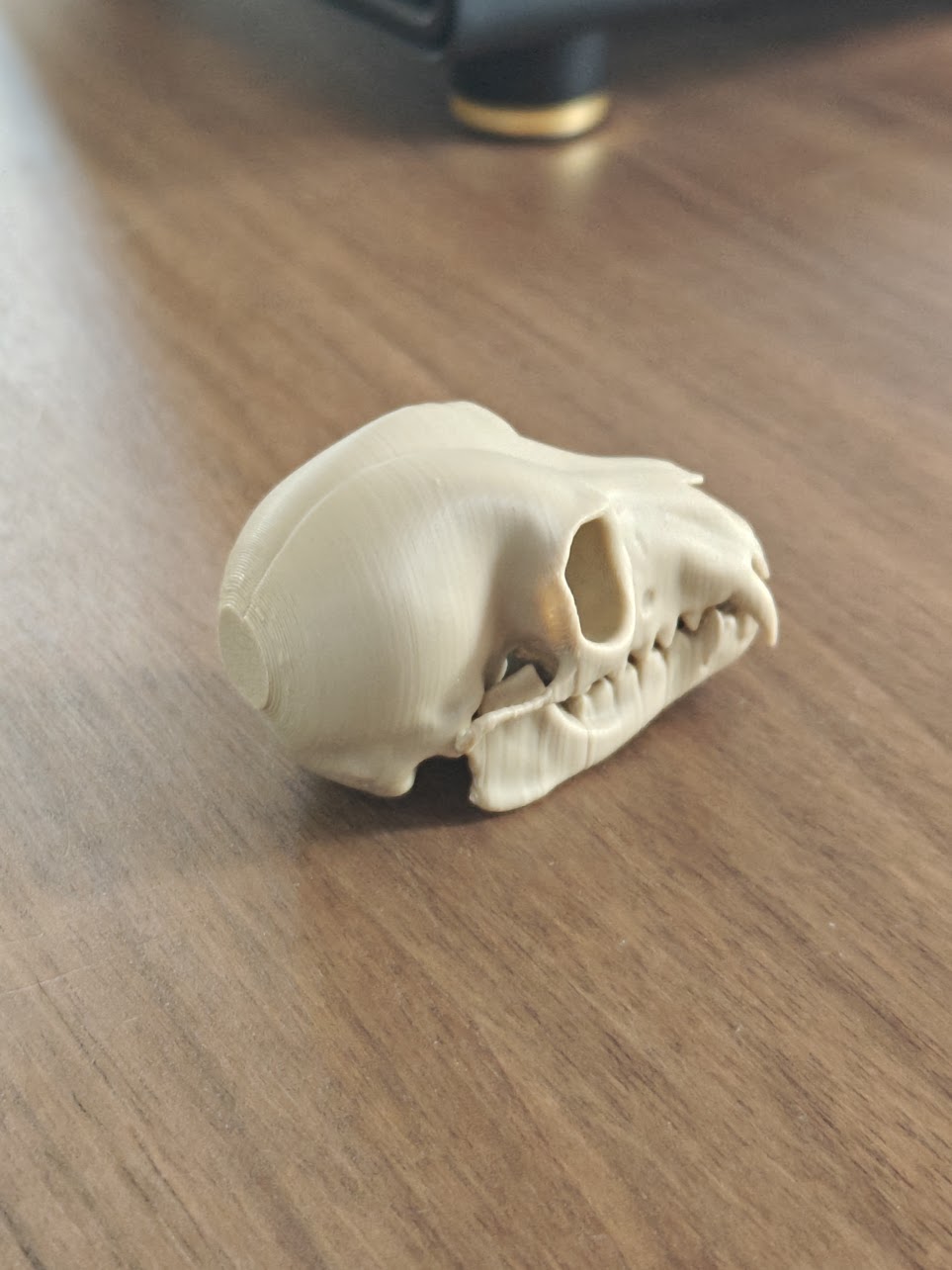 Fruit Bat Skull - (Burly Wood) - abc789 - IMG20250604115753.jpg
