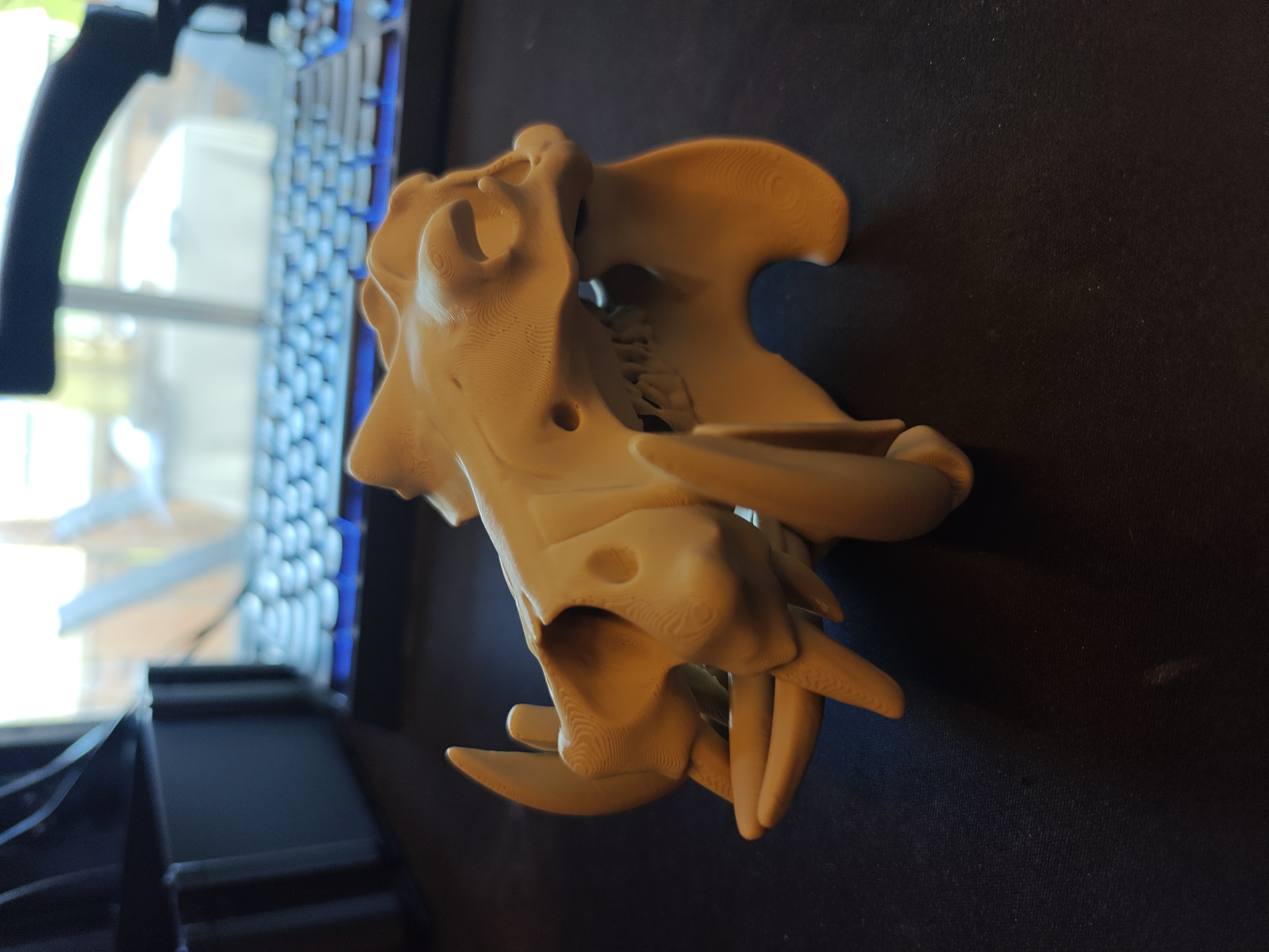 Hippo Skull - 15cm - (Beige) - X9H12A - 2026-04-24-17-32-29-988.jpg
