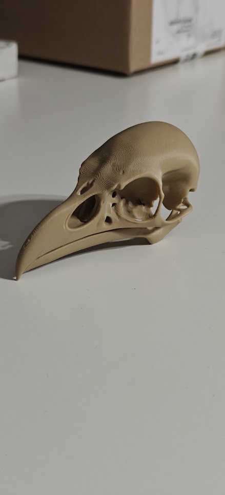 Raven Skull - (Burly wood) - 10cm - 24lwo6 - linksachter.jpg