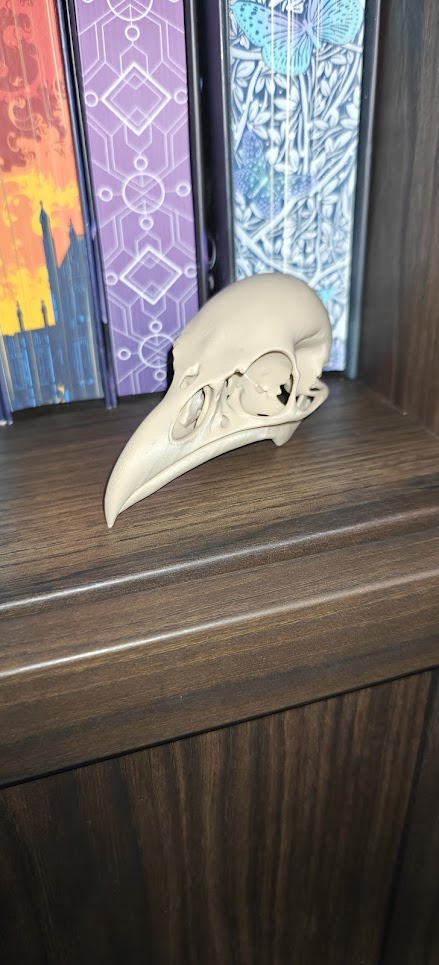 Raven Skull - (Burly wood) - 10cm - 24lwo6