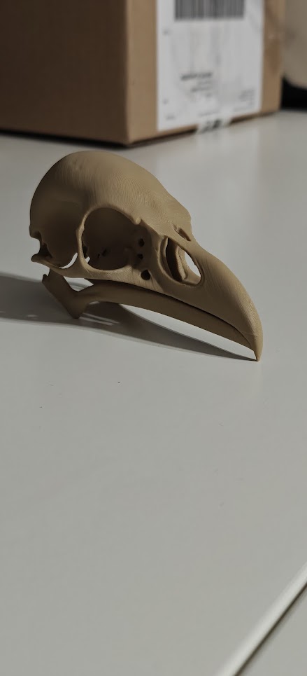 Raven Skull - (Burly wood) - 10cm - 24lwo6 - rechtsachter.jpg