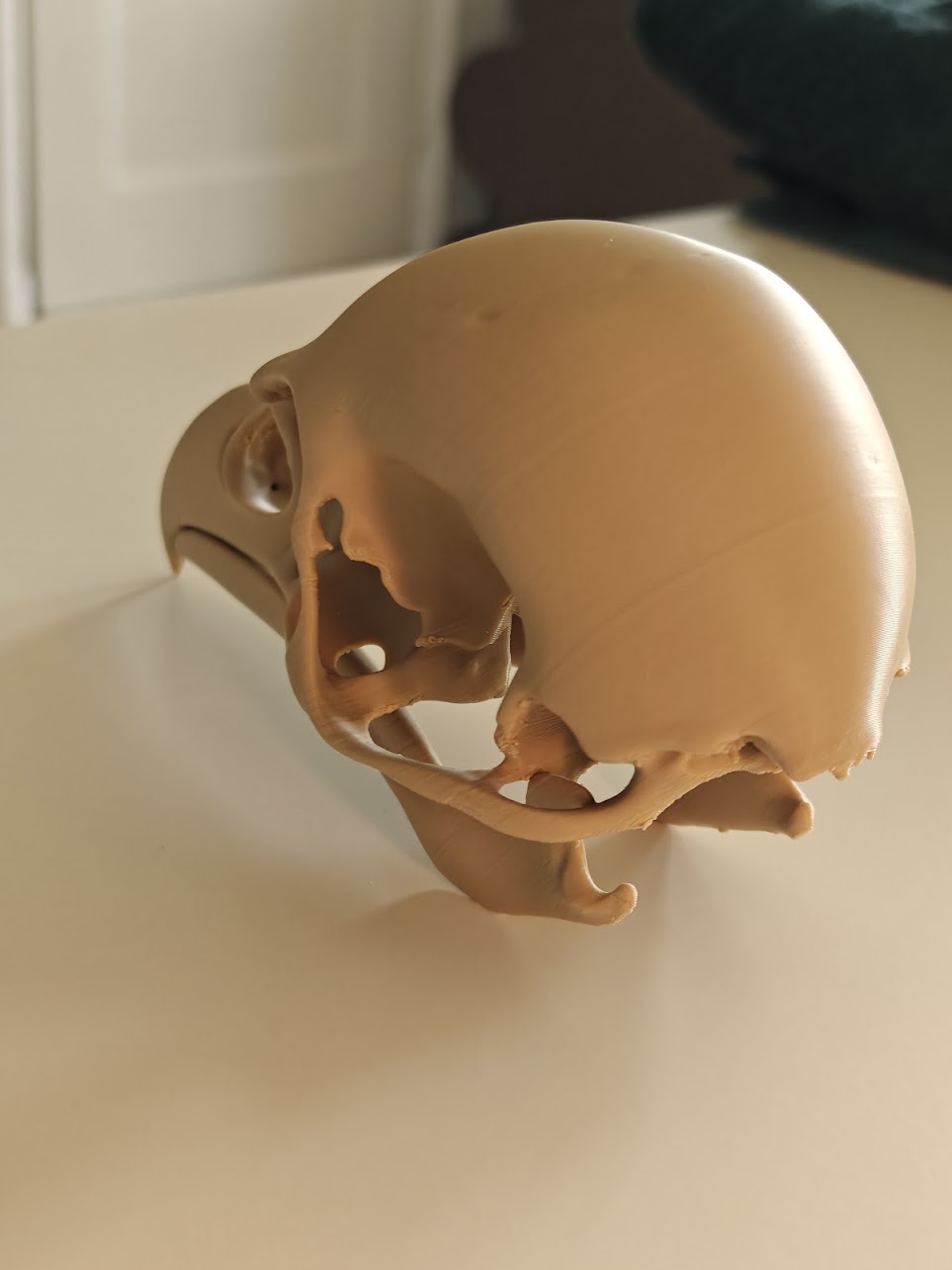 Raven skull - (burly wood) - 17cm - 2gq7a8 - linksvoor.jpg