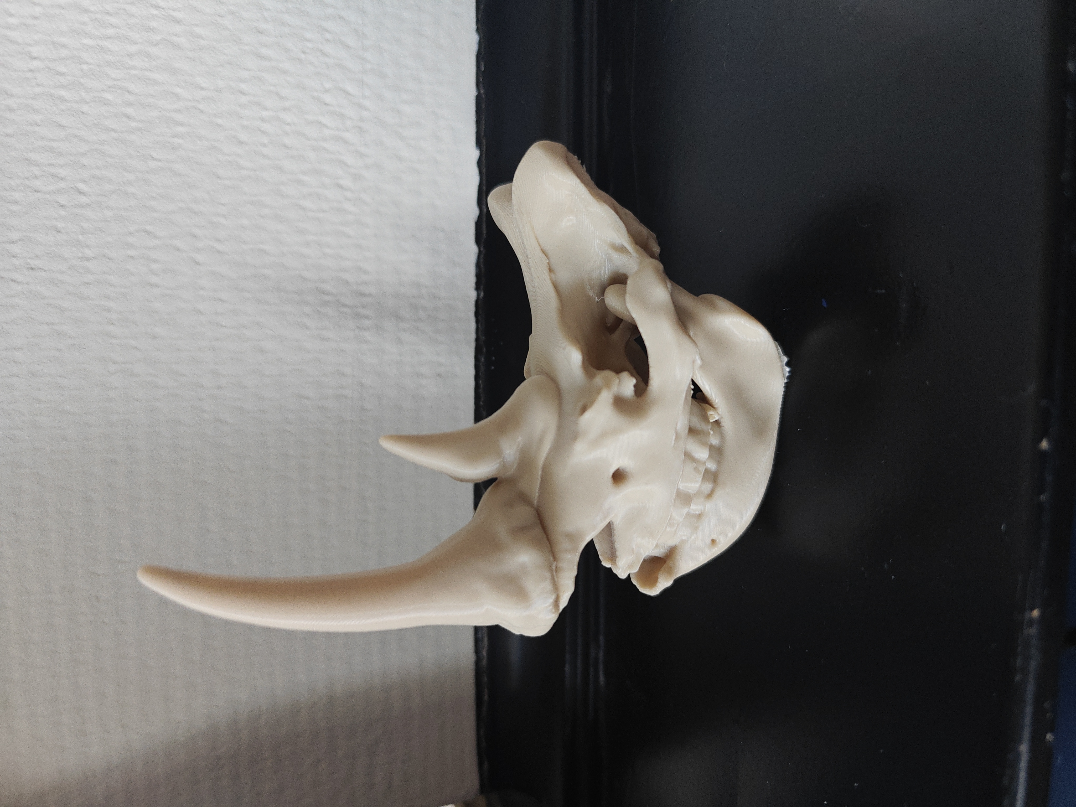 Rhino - 47GF8H - 2026-05-06-08-36-52-834.jpg