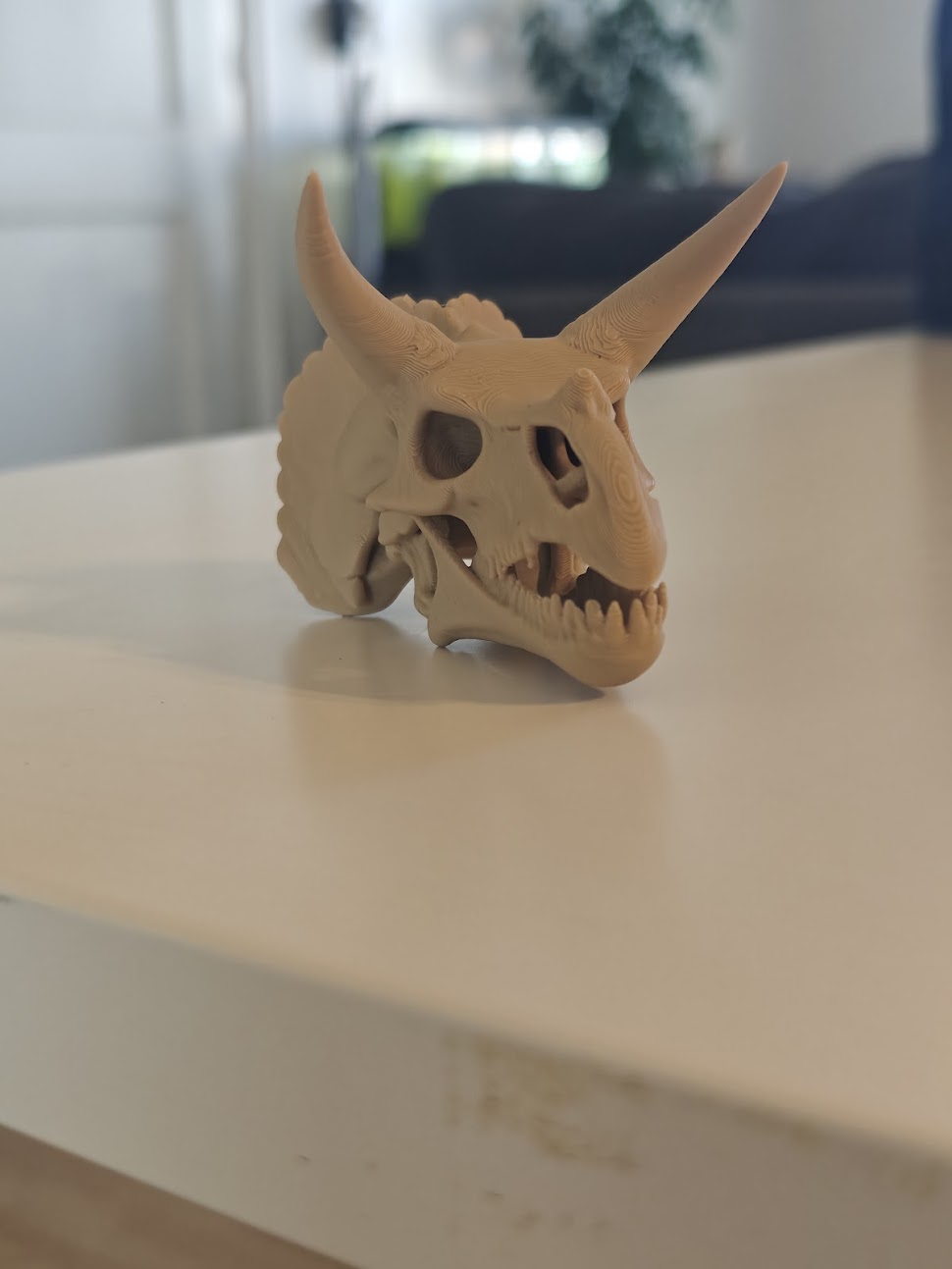 Triceratops Skull Fossil - (burly wood) - 8 cm - kf6v2u - IMG20250513121726.jpg