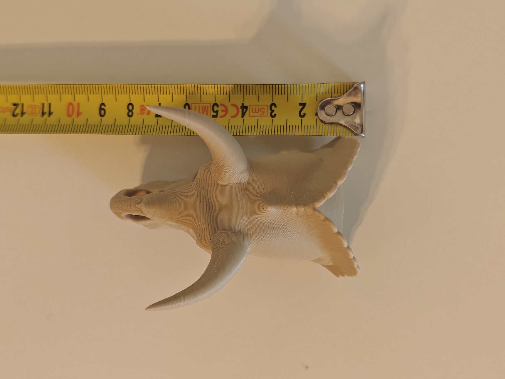 Triceratops Skull Fossil - (burly wood) - 8 cm - kf6v2u - IMG20250513121758.jpg